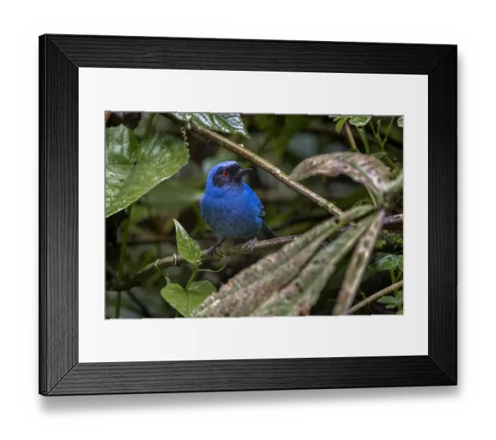 Framed Print : Masked flowerpiercer, Ecuador Framed Print : Masked flowerpiercer, Ecuador