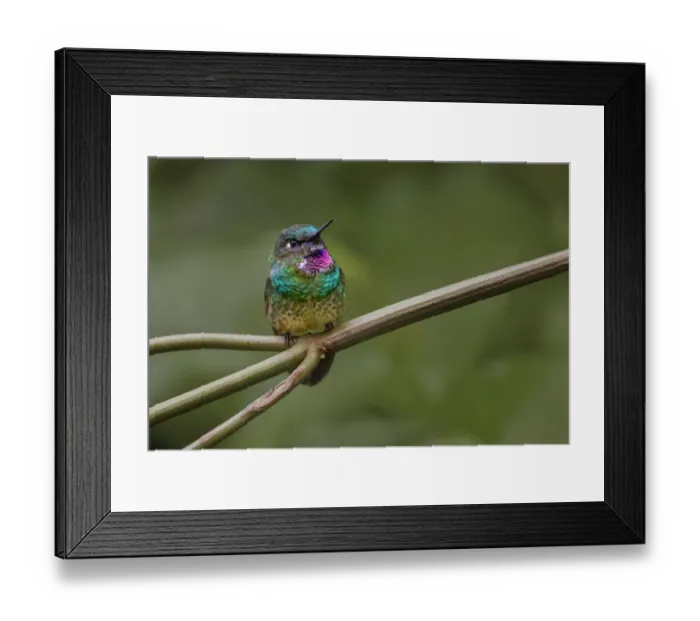 Framed Print : Amethyst-throated Sunangel. Ecuador Framed Print : Amethyst-throated Sunangel. Ecuador