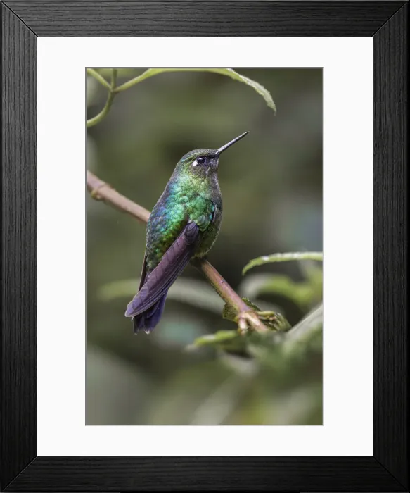 Framed Print : Green-crowned brilliant, Ecuador Framed Print : Green-crowned brilliant, Ecuador