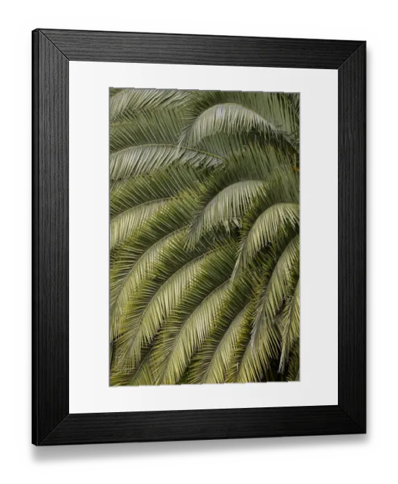 Framed Print : Pattern in branches of palm tree, Quito, Ecuador Framed Print : Pattern in branches of palm tree, Quito, Ecuador