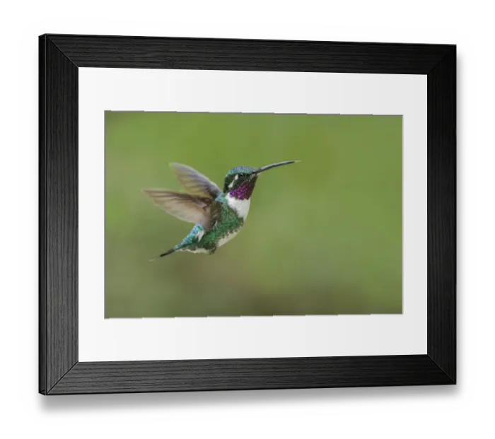 Framed Print : White-bellied woodstar flying, Ecuador Framed Print : White-bellied woodstar flying, Ecuador