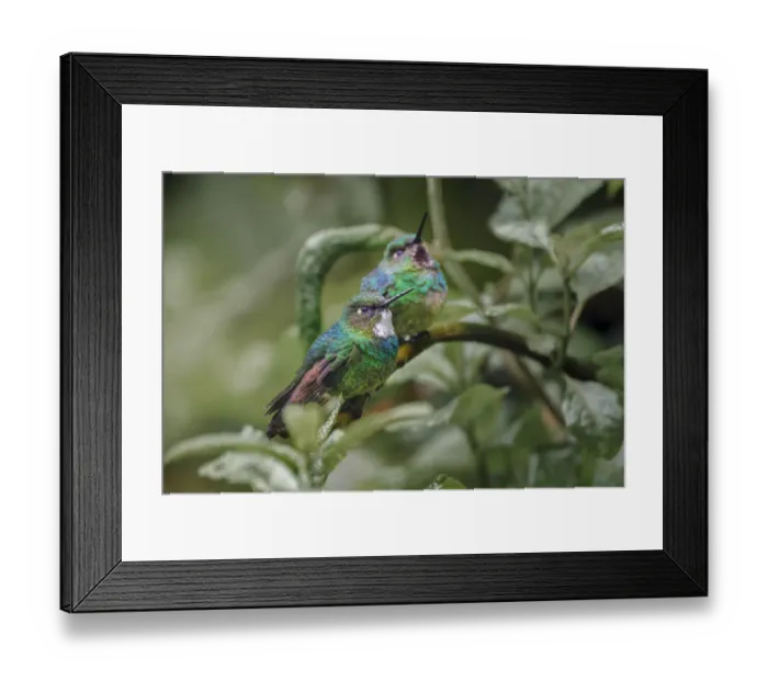 Framed Print : Pair of Green-crowned brilliant, Ecuador