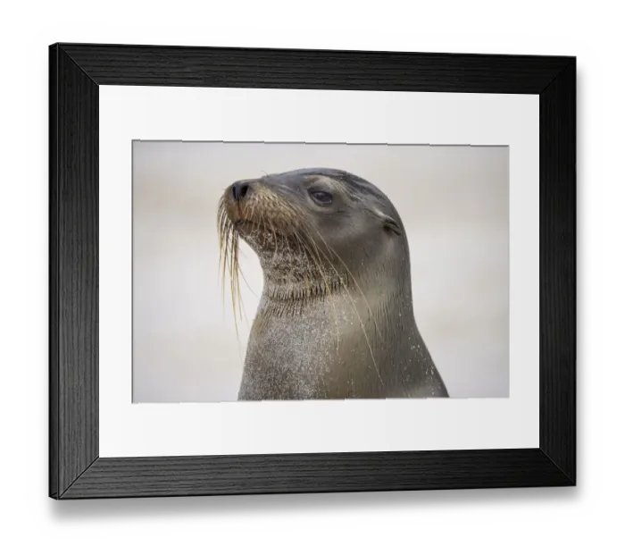 Framed Print : Galapagos sea lion, San Cristobal Island, Galapagos Islands, Ecuador