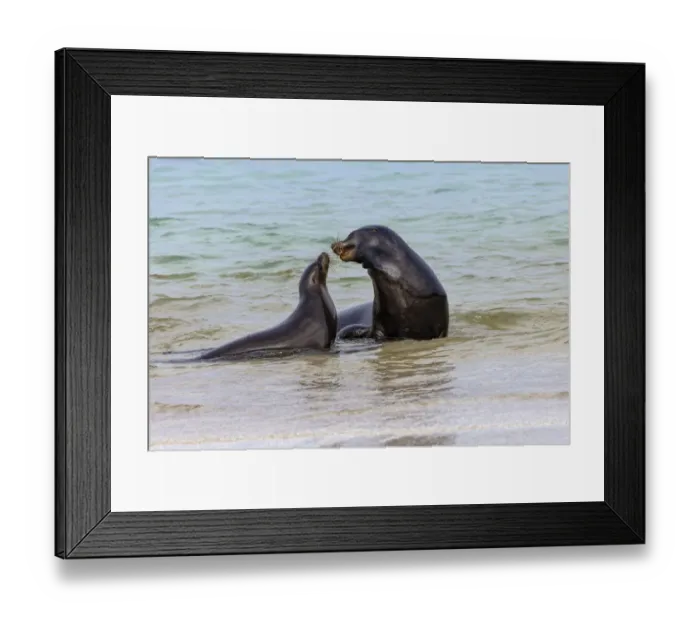 Framed Print : Male and female Galapagos sea lions, San Cristobal Island, Galapagos Islands, Ecuador Framed Print : Male and female Galapagos sea lions, San Cristobal Island, Galapagos Islands, Ecuador