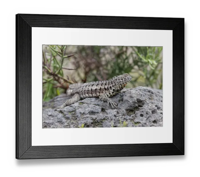 Framed Print : Lava lizard, San Cristobal Island, Galapagos Islands, Ecuador Framed Print : Lava lizard, San Cristobal Island, Galapagos Islands, Ecuador