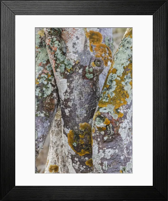 Framed Print : Pattern in twisted colorful tree trunks, San Cristobal Island, Galapagos Islands, Ecuador Framed Print : Pattern in twisted colorful tree trunks, San Cristobal Island, Galapagos Islands, Ecuador