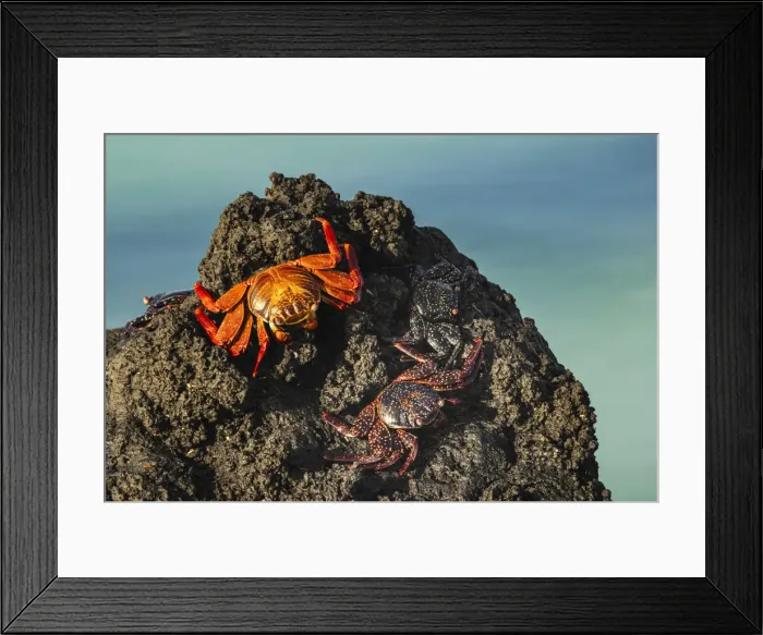 Framed Print : Sally lightfoot crab. San Cristobal Island, Galapagos Islands, Ecuador Framed Print : Sally lightfoot crab. San Cristobal Island, Galapagos Islands, Ecuador