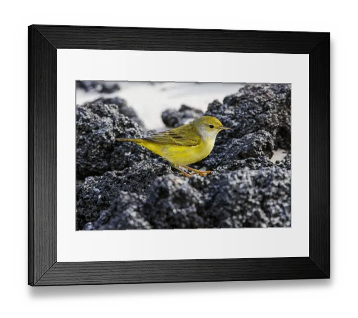 Framed Print : Female Yellow warbler. San Cristobal Island, Galapagos Islands, Ecuador Framed Print : Female Yellow warbler. San Cristobal Island, Galapagos Islands, Ecuador
