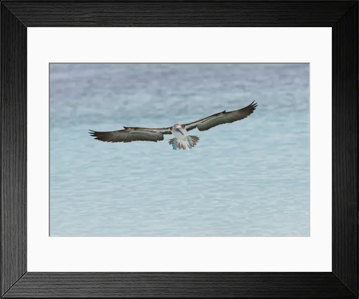 Framed Print : Blue-footed booby diving for fish, San Cristobal Island, Galapagos Islands, Ecuador Framed Print : Blue-footed booby diving for fish, San Cristobal Island, Galapagos Islands, Ecuador