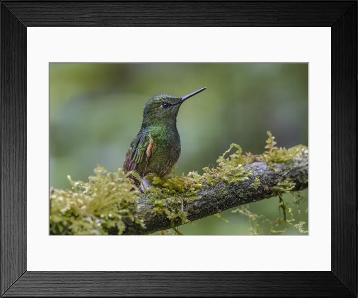 Framed Print : Buff-tailed Coronet, Ecuador Framed Print : Buff-tailed Coronet, Ecuador