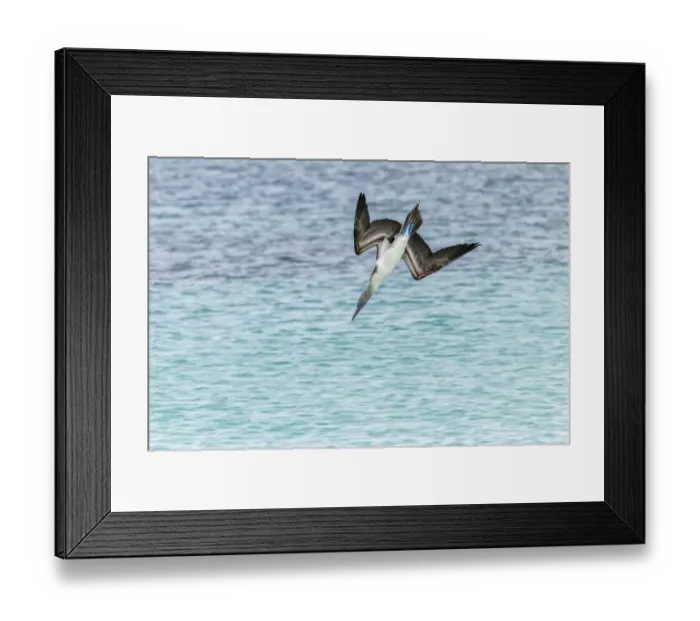 Framed Print : Blue-footed booby diving for fish, San Cristobal Island, Galapagos Islands, Ecuador Framed Print : Blue-footed booby diving for fish, San Cristobal Island, Galapagos Islands, Ecuador