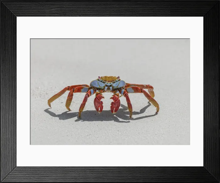 Framed Print : Sally lightfoot crab on white sandy beach. San Cristobal Island, Galapagos Islands, Ecuador Framed Print : Sally lightfoot crab on white sandy beach. San Cristobal Island, Galapagos Islands, Ecuador