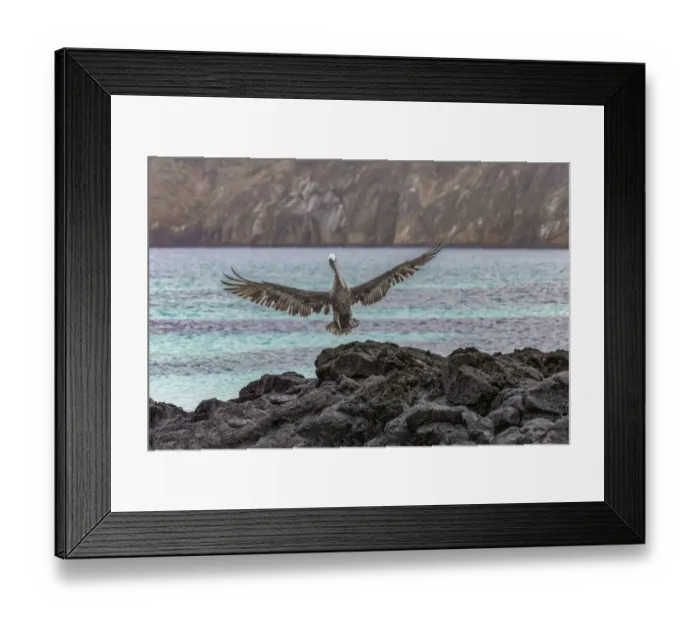 Framed Print : Brown pelican, San Cristobal Island, Galapagos Islands, Ecuador