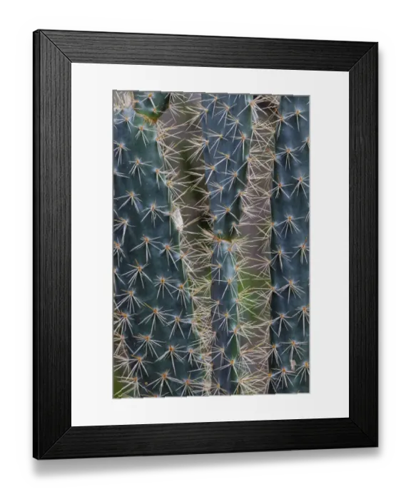 Framed Print : Pattern in Candelabra cactus, San Cristobal Island, Galapagos Islands, Ecuador