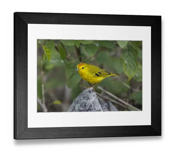 Framed Print : Yellow warbler. San Cristobal Island, Galapagos Islands, Ecuador Framed Print : Yellow warbler. San Cristobal Island, Galapagos Islands, Ecuador