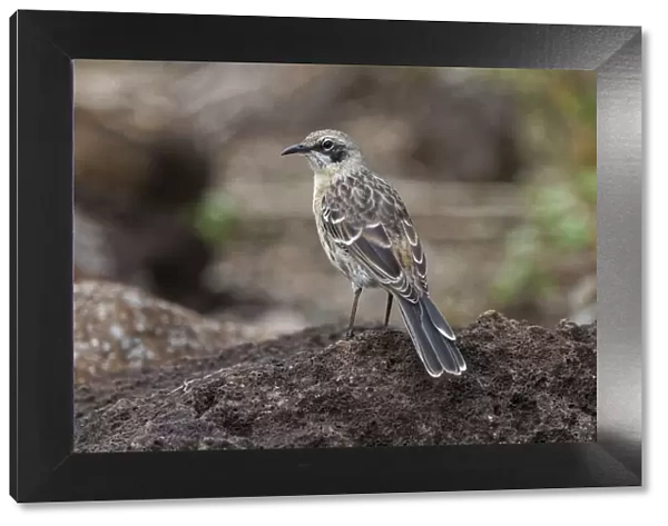 San Cristobal Mockingbird or Chatham Mockingbird, San Cristobal Island, Galapagos Islands, Ecuador