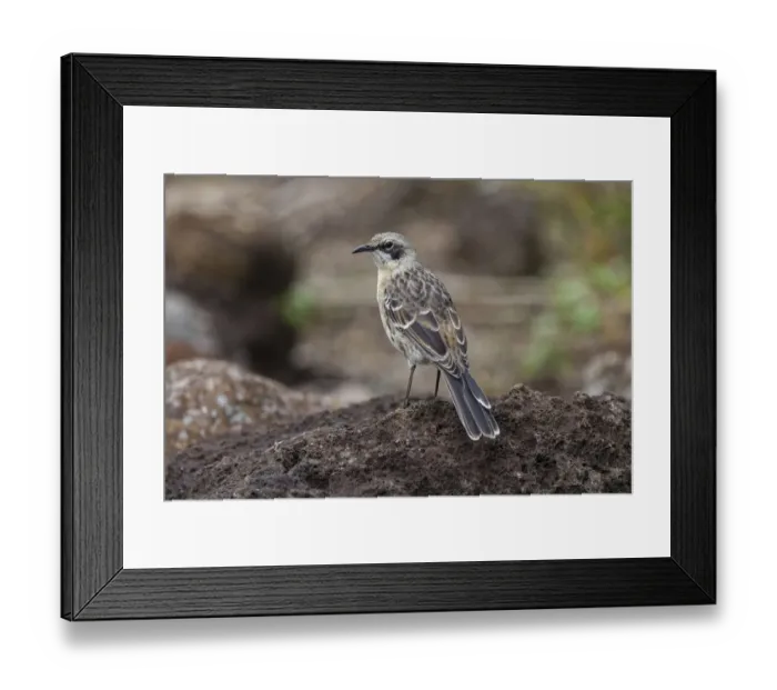 Framed Print : San Cristobal Mockingbird or Chatham Mockingbird, San Cristobal Island, Galapagos Islands, Ecuador Framed Print : San Cristobal Mockingbird or Chatham Mockingbird, San Cristobal Island, Galapagos Islands, Ecuador