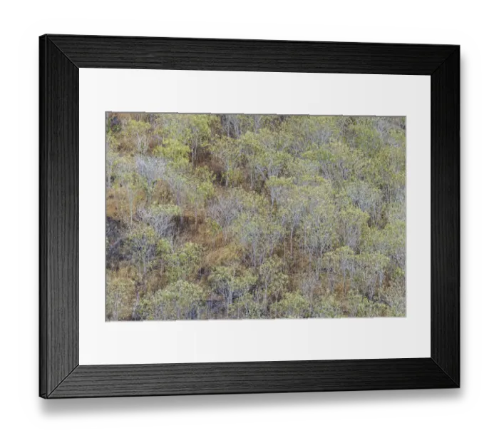 Framed Print : Hillside of palo Santo trees. San Cristobal Island, Galapagos Islands, Ecuador