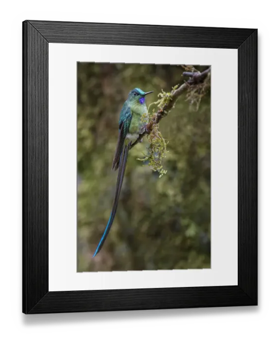 Framed Print : Long-tailed sylph, Ecuador
