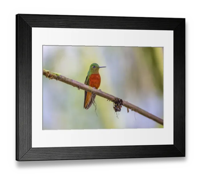 Framed Print : Chestnut-breasted Coronet, Ecuador Framed Print : Chestnut-breasted Coronet, Ecuador