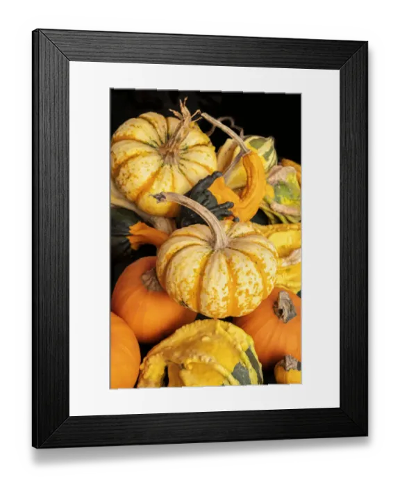 Framed Print : Miniature pumpkins and gourds Framed Print : Miniature pumpkins and gourds