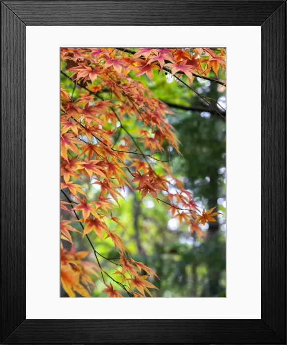 Framed Print : Japanese maple tree in autumn, New England Framed Print : Japanese maple tree in autumn, New England