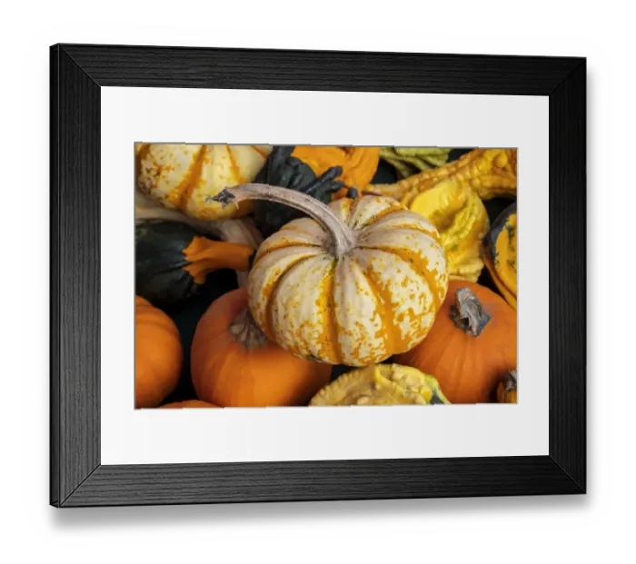 Framed Print : Miniature pumpkins Framed Print : Miniature pumpkins