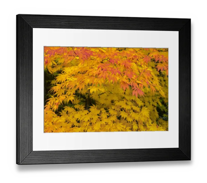 Framed Print : Japanese maple tree in autumn, New England Framed Print : Japanese maple tree in autumn, New England