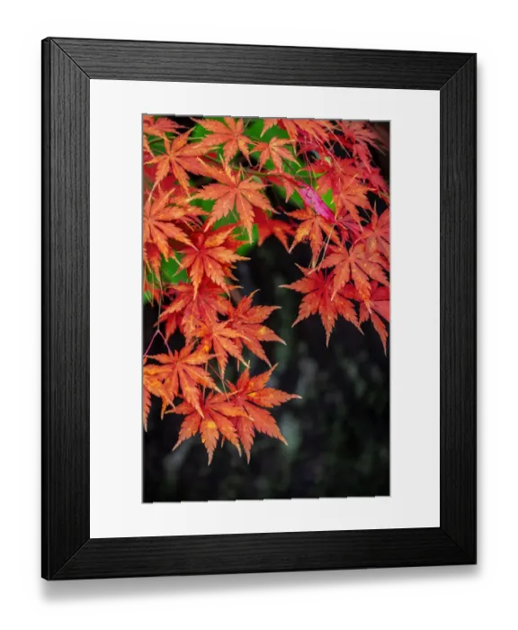 Framed Print : Japanese maple tree in autumn, New England Framed Print : Japanese maple tree in autumn, New England