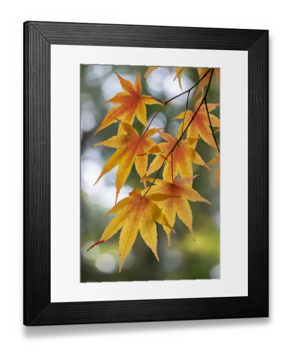 Framed Print : Japanese maple tree in autumn, New England Framed Print : Japanese maple tree in autumn, New England