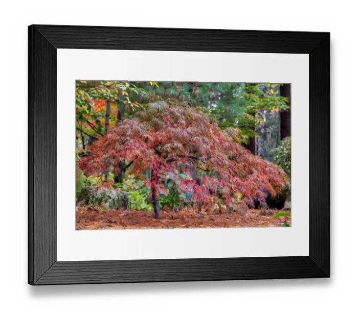 Framed Print : Japanese maple tree in autumn, New England