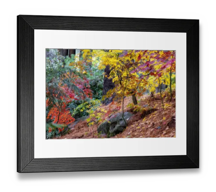 Framed Print : Japanese maple tree in autumn, New England Framed Print : Japanese maple tree in autumn, New England