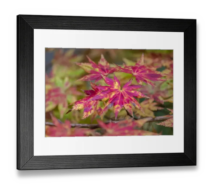 Framed Print : Japanese maple tree in autumn, New England Framed Print : Japanese maple tree in autumn, New England