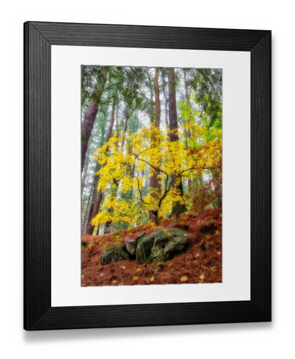 Framed Print : Japanese maple tree in autumn, New England