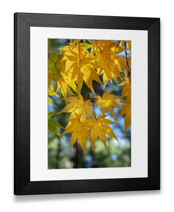 Framed Print : Japanese maple tree in autumn, New England Framed Print : Japanese maple tree in autumn, New England