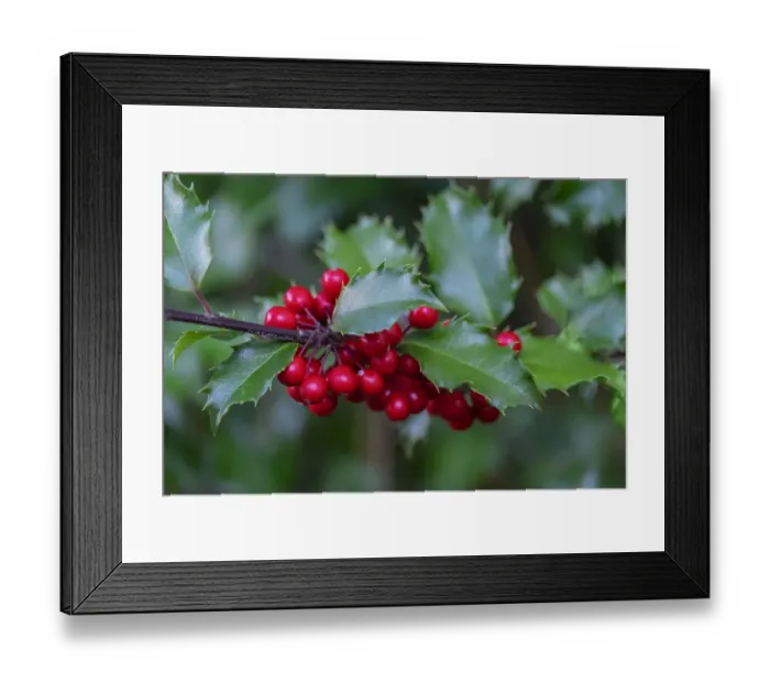 Framed Print : Common holly