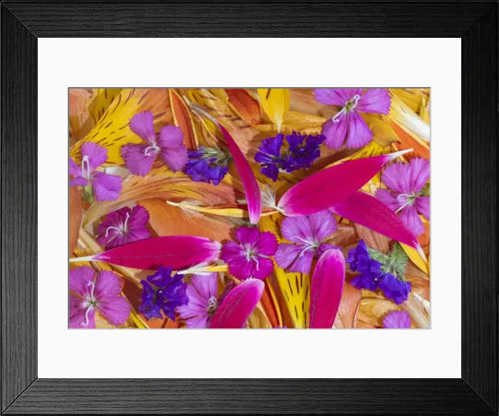 Framed Print : Flower petals arrangement, Marion County, Illinois