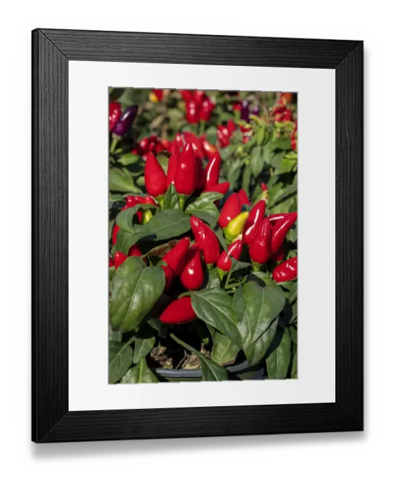 Framed Print : Ornamental pepper plant Framed Print : Ornamental pepper plant