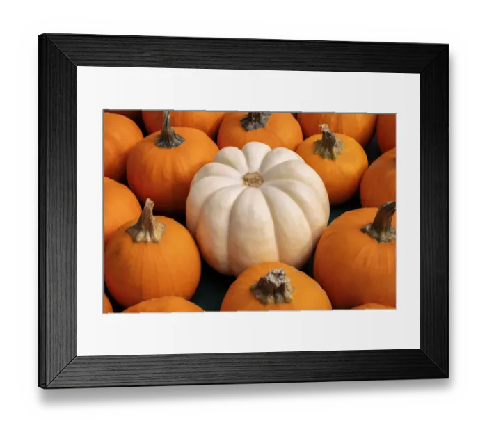 Framed Print : Miniature pumpkins Framed Print : Miniature pumpkins