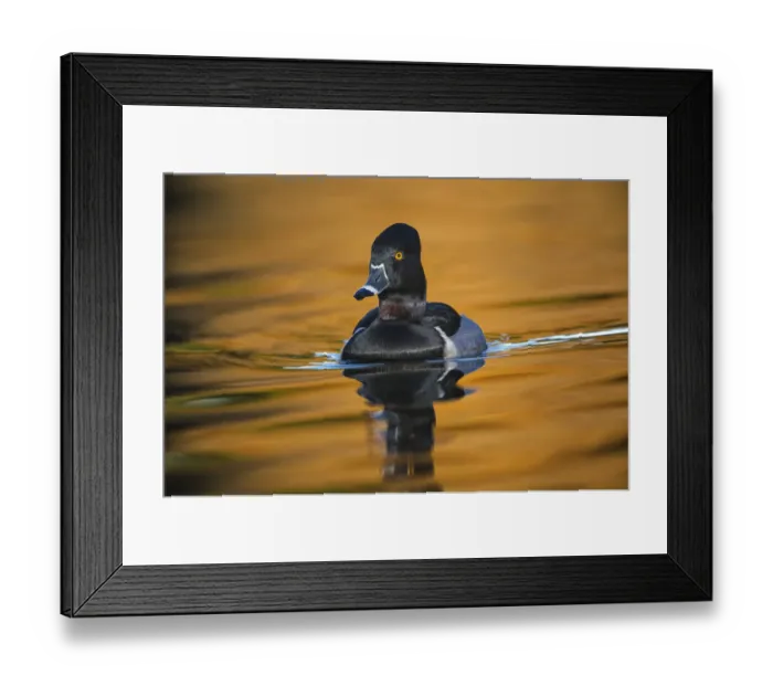 Framed Print : Ring-necked duck Framed Print : Ring-necked duck