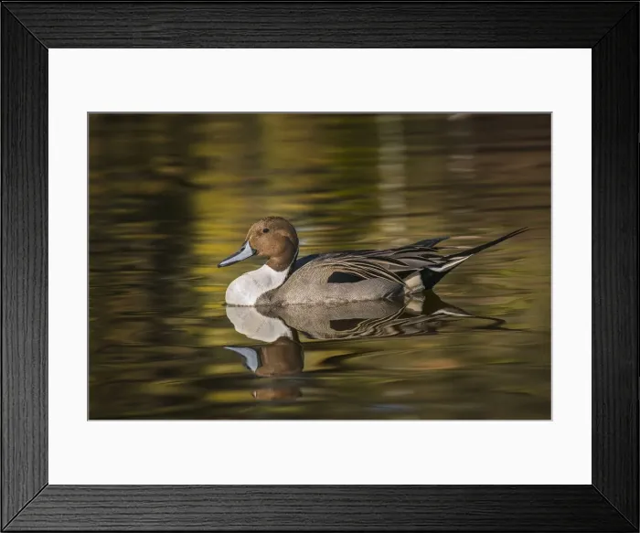 Framed Print : Pintail duck