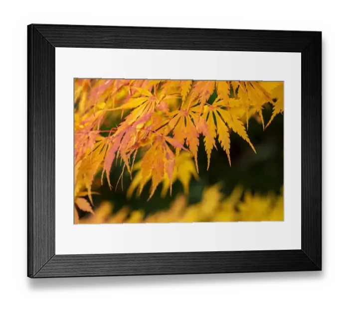 Framed Print : Japanese maple tree in autumn, New England Framed Print : Japanese maple tree in autumn, New England