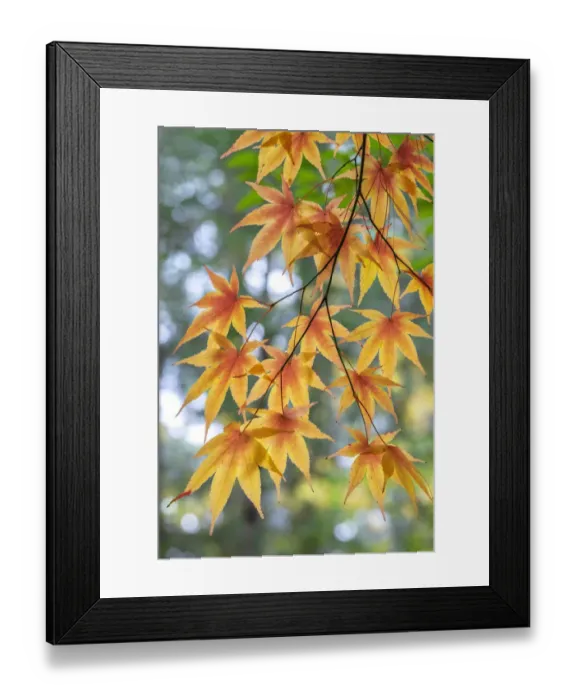 Framed Print : Japanese maple tree in autumn, New England Framed Print : Japanese maple tree in autumn, New England
