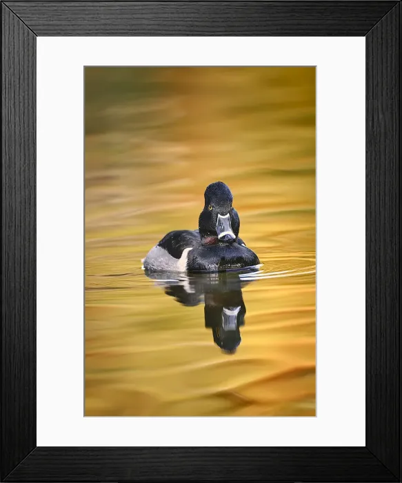 Framed Print : Ring-necked duck Framed Print : Ring-necked duck