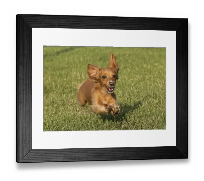 Framed Print : Miniature Dachshund running toward camera Framed Print : Miniature Dachshund running toward camera