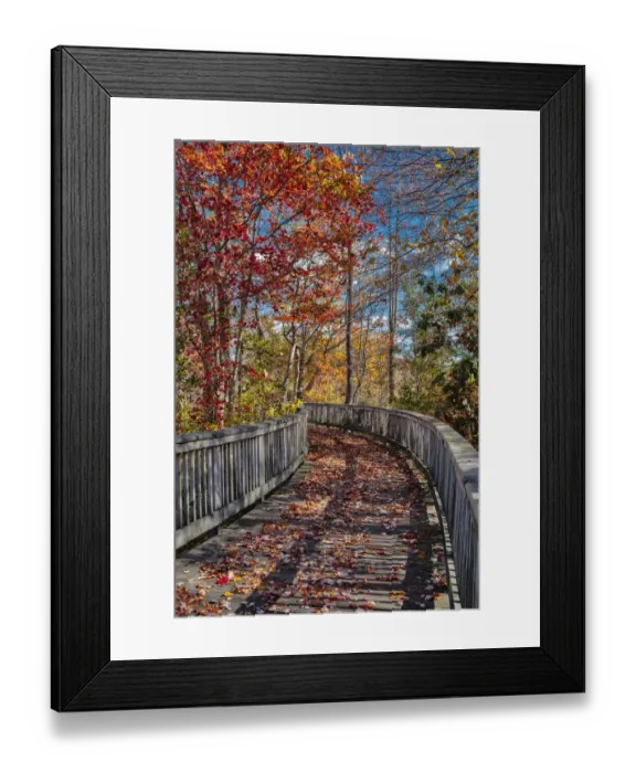 Framed Print : Wooden boardwalk in the autumn Framed Print : Wooden boardwalk in the autumn