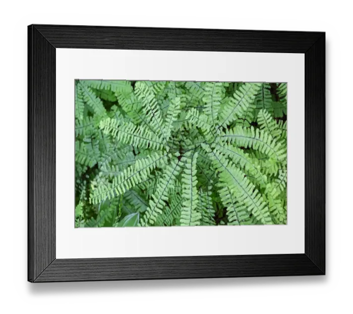 Framed Print : Maidenhair fern Framed Print : Maidenhair fern