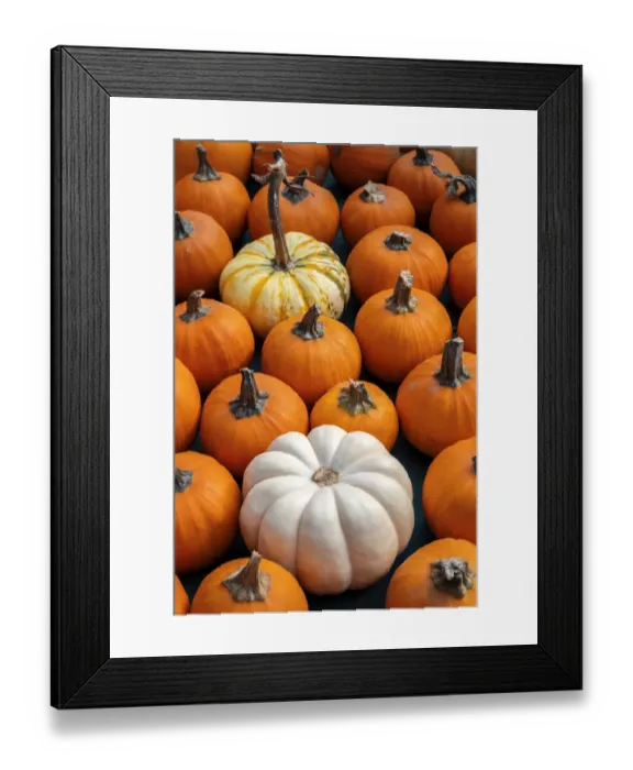Framed Print : Miniature pumpkins Framed Print : Miniature pumpkins