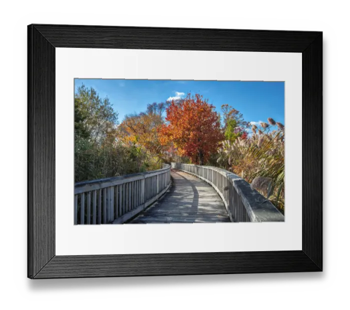 Framed Print : Wooden boardwalk in the autumn Framed Print : Wooden boardwalk in the autumn