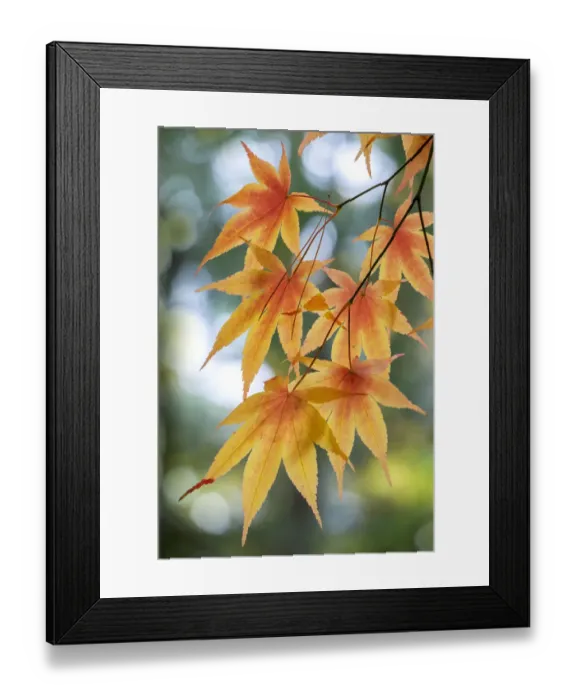 Framed Print : Japanese maple tree in autumn, New England Framed Print : Japanese maple tree in autumn, New England